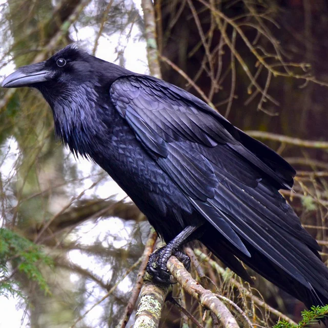 RAVEN PUBGM